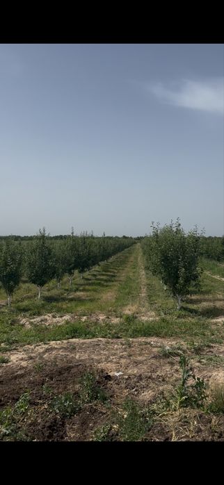 Яблоневый сад 5 га