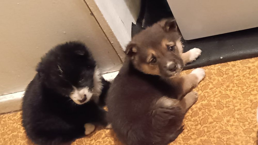 Срочно ищем дом малышам