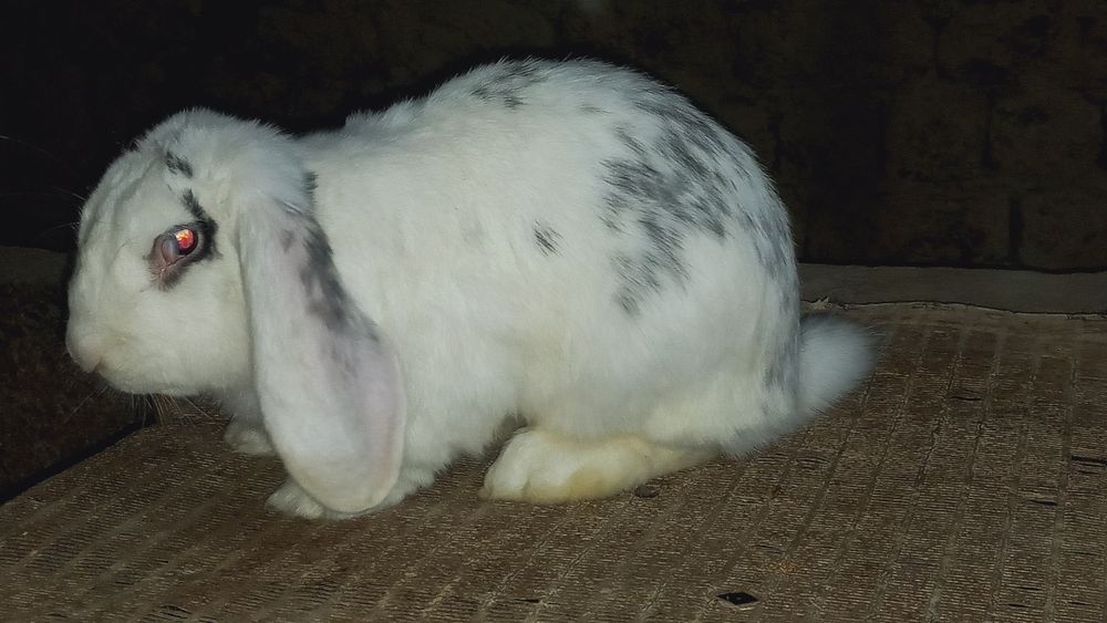 Fransuzki Baranlar sotiladi