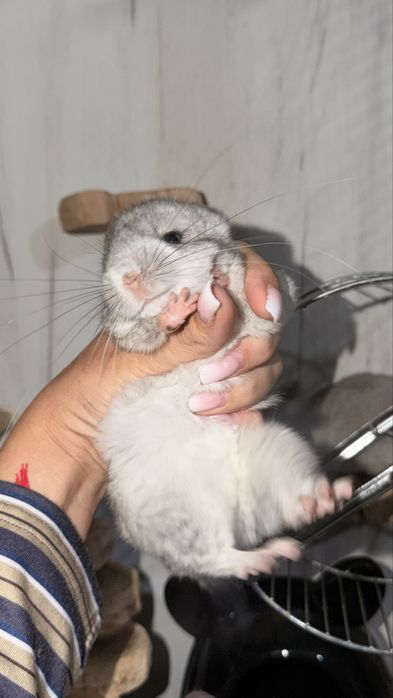Продаю ручных шиншилят