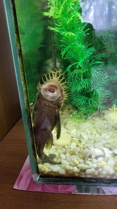 аквариумные рыбки СОМ