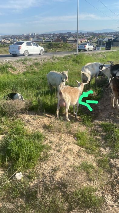 Ешки сатылады Шымкент