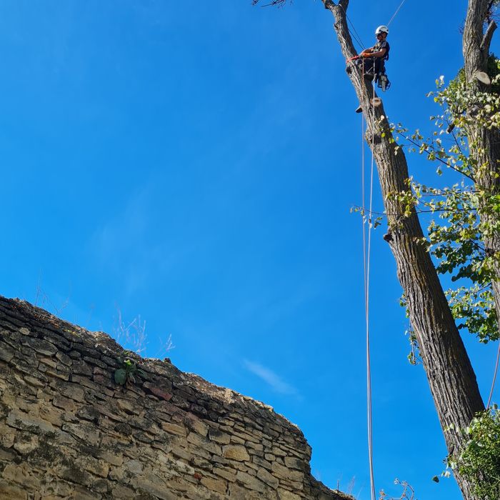 Toaletare taiere arbori periculosi cu alpinisti utilitari
