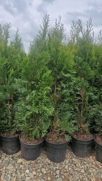 Tuia smarald la Ghiveci- 100 cm 20 ron