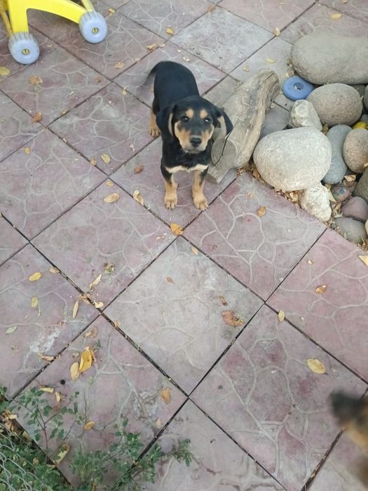 Отдам щенка- девочку в хорошие руки