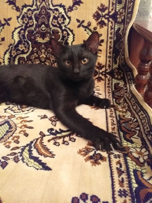 Котёнок  мальчик