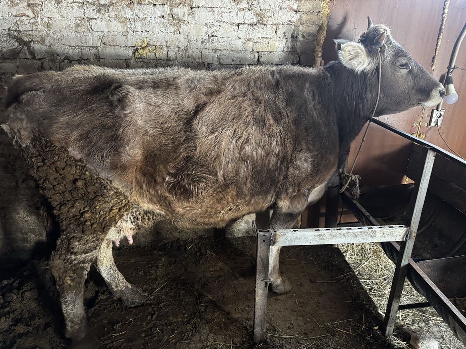 Продам трех коров срочно