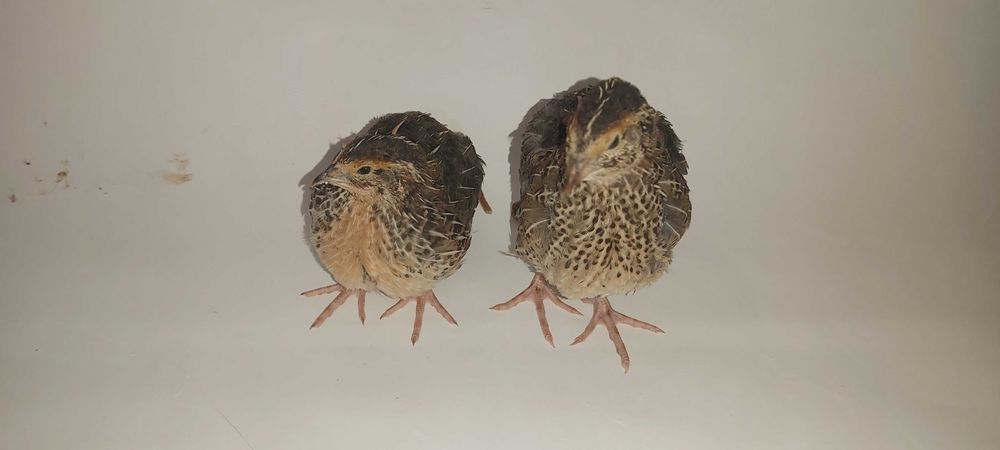 Oua de prepeliță pentru incubat rasa Japoneza Mare