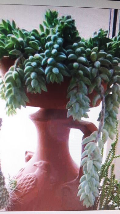 Лапрантус.кактусы.рео.Дом.цветы.