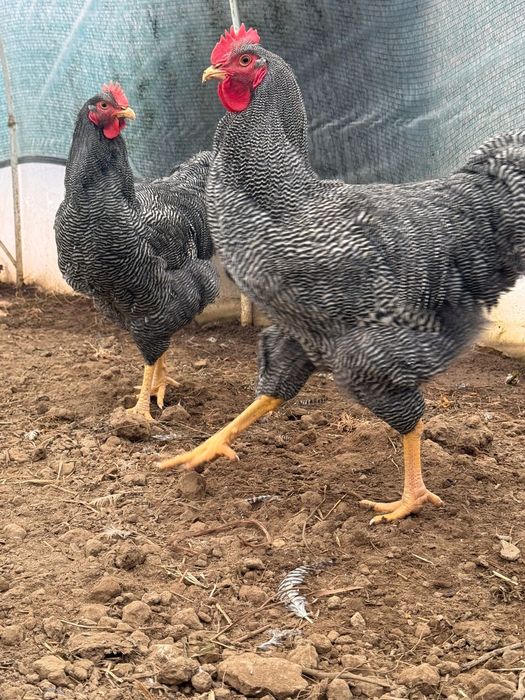 Vand Oua Playmoth Rock Barat , Marans , Araucana , Australorp Alb