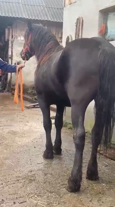 Manz de 2 ani invatat la caruta