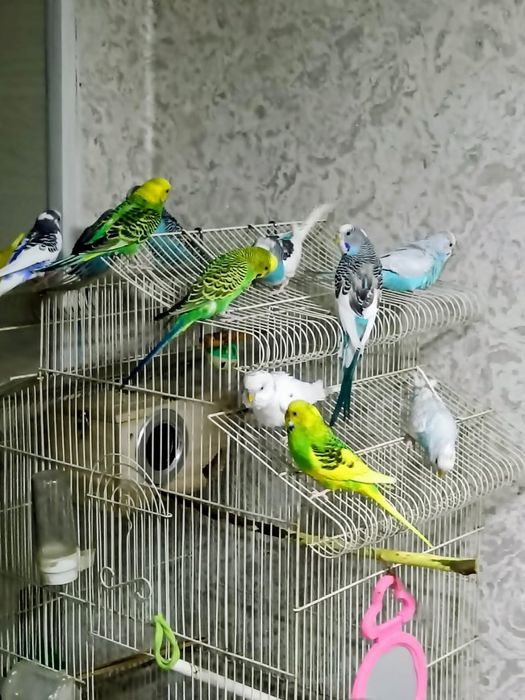 Волнистый попугаи