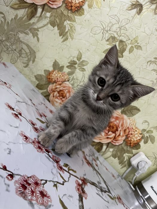Отдам даром котенка