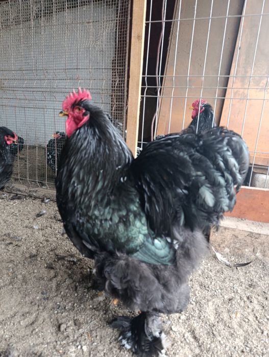 Cochinchina bobat și negru