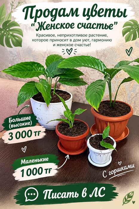 Продам спатифиллум