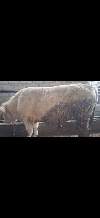 Продаётся бык хороший породы