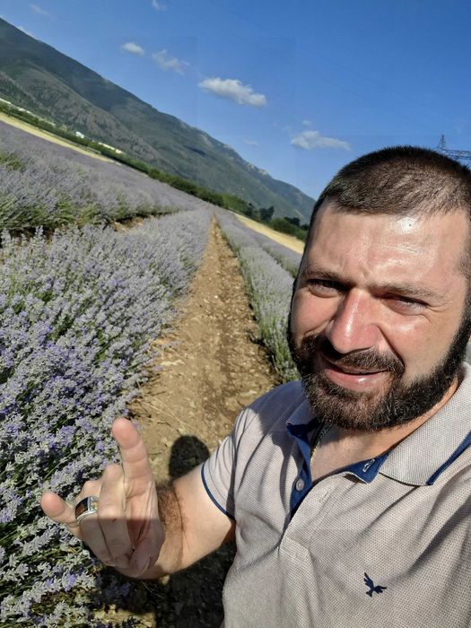 Разсад лавандула .