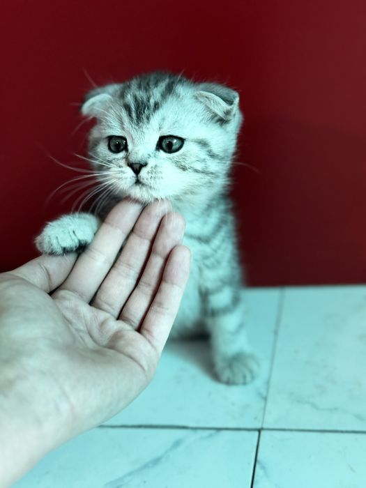 Котята шотландской вислоухой