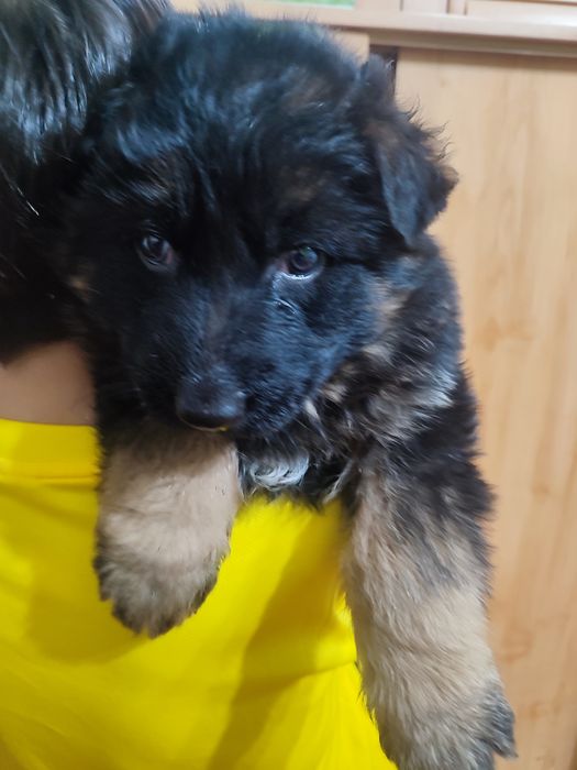 Немецкая овчарка