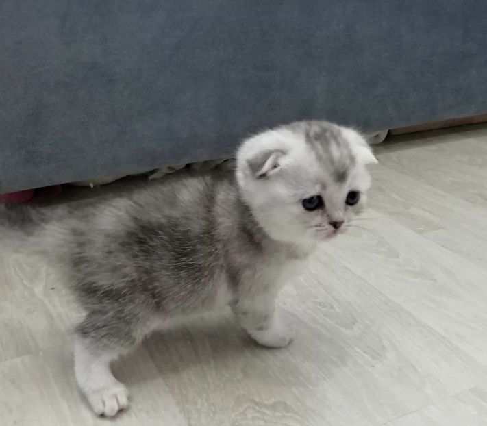 Вислоухие Шотландские котята