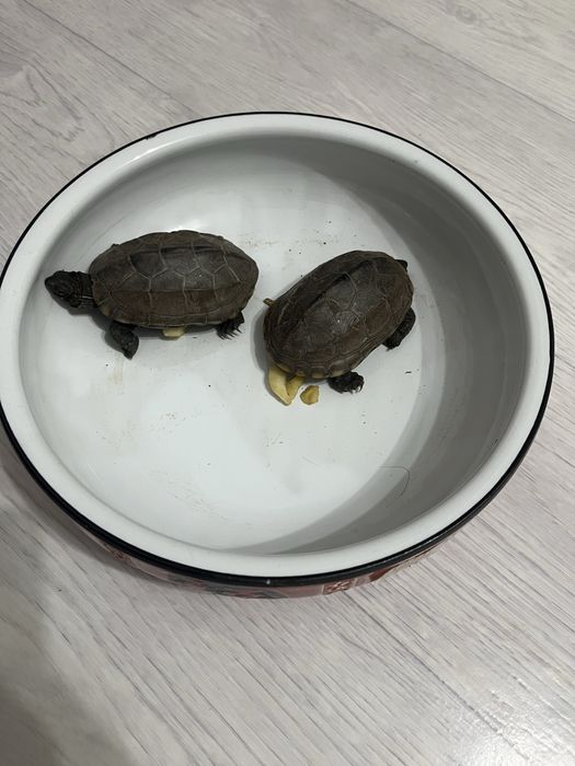 Черепаха , преснаводная