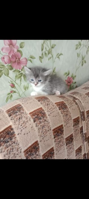 Отдам в добрые руки