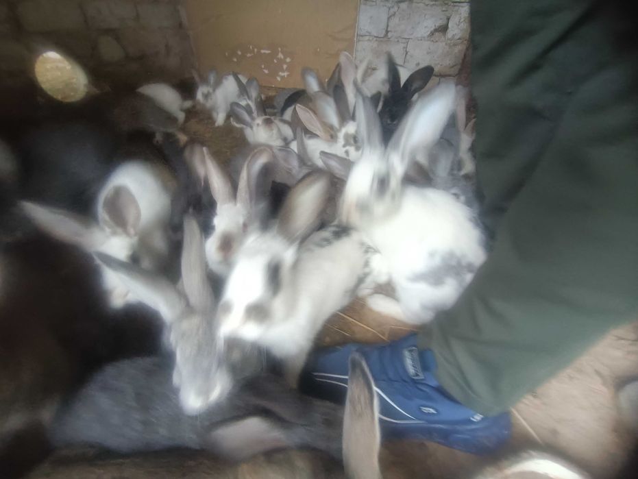 Quyon bolalari bor sotiladi ona quyonlarga bartir ham qilinadi