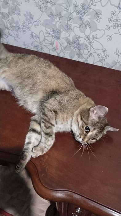 Отдаём кошку в добрые руки