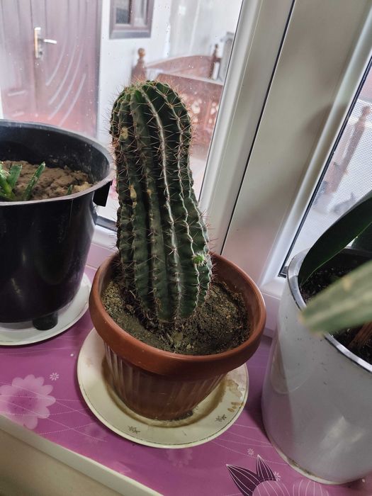 Цветок Молочай трёхгранный продаётся