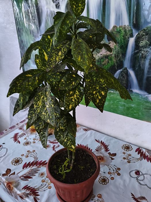 Продам цветы комнатные