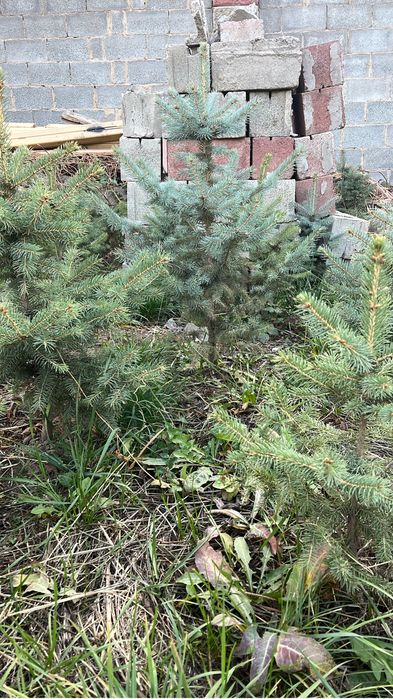 Ель голубая 500штук