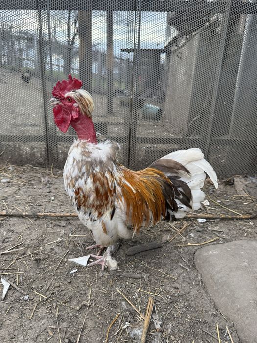 Vand sau schimb 4 cocosi pitici