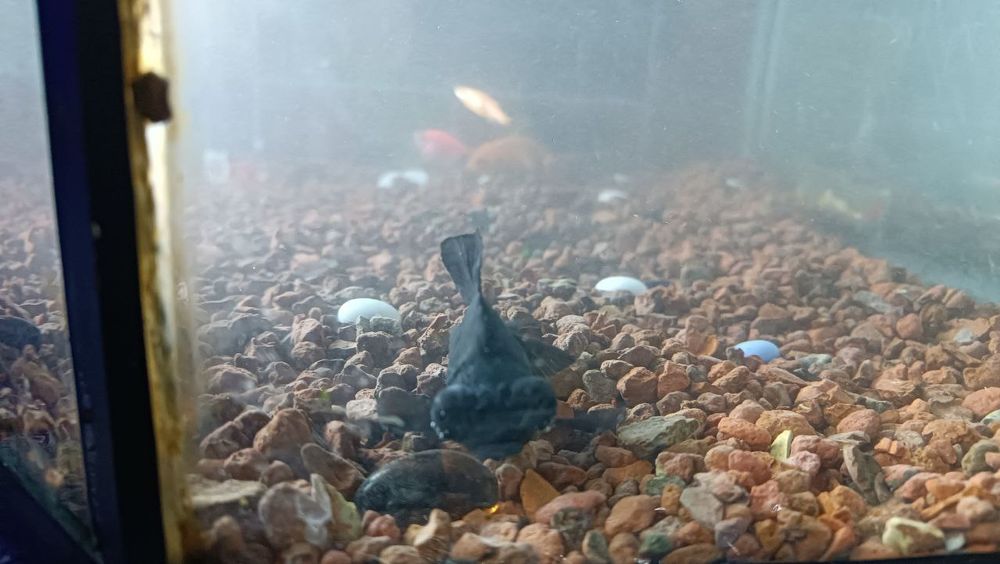 Akvarium baliqlar uchun