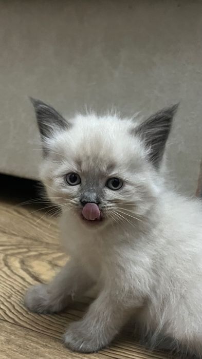 Продаются котята скоттиш страйт
