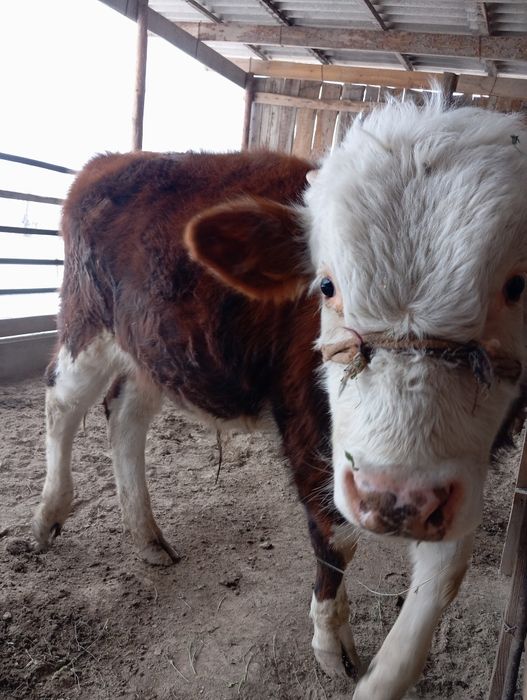 Бұқа семіз порода