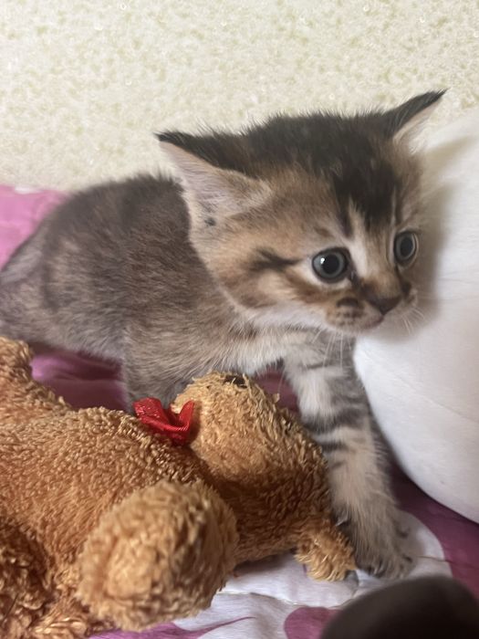 Котёнком  Mushukcha