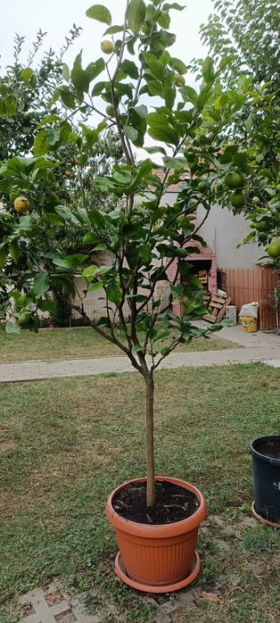 Vand lamai altoiti, cu fructe