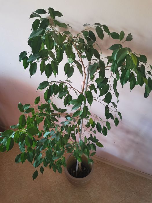 Бенджамин висок 150 см