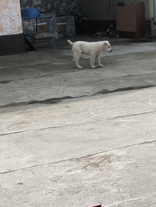 САО еркек күшігі