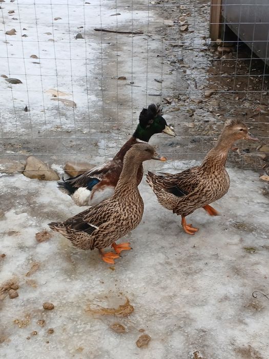 Rațe moțate de vânzare