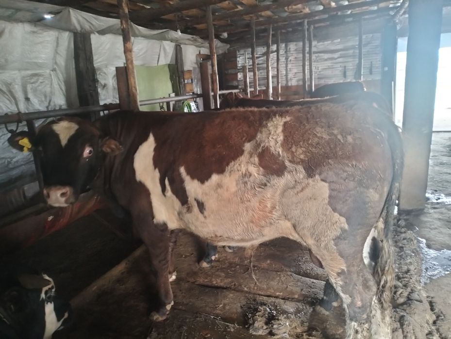 1.5 жасар бұқалар сатылады