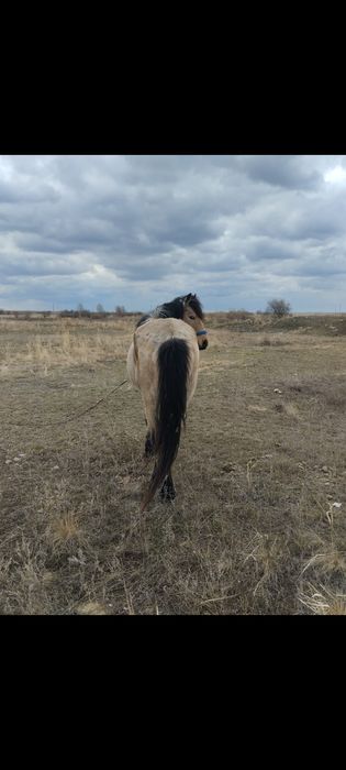 Жеребец рабочий.