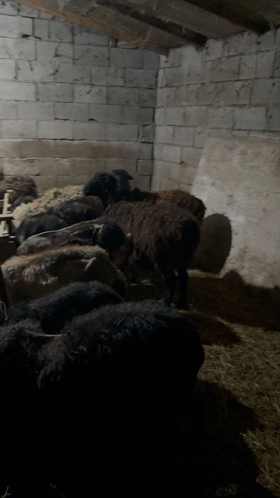 Продам баранов 10 голов