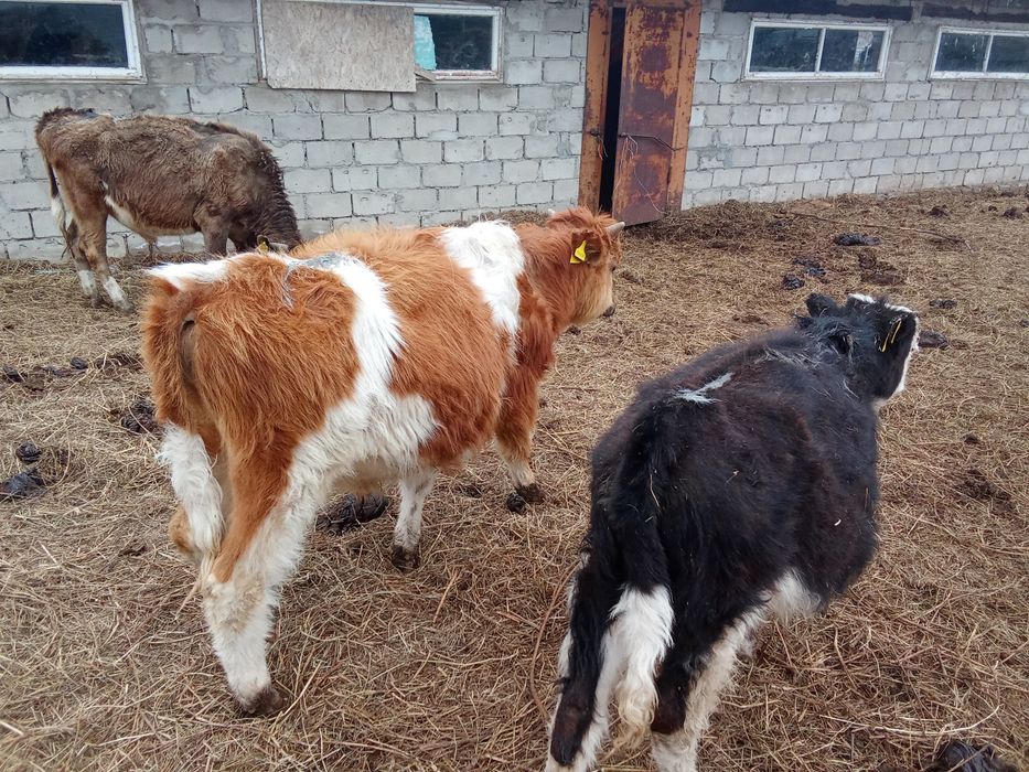 Быки бұқа крс бычки