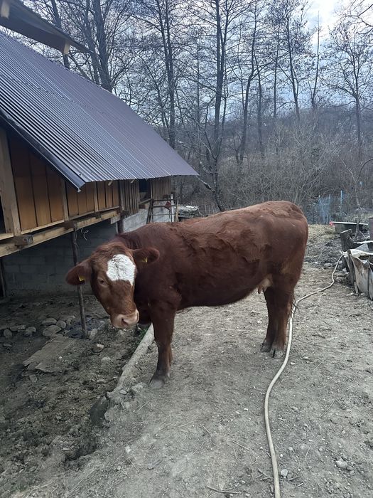 De vânzare Vacă Angus