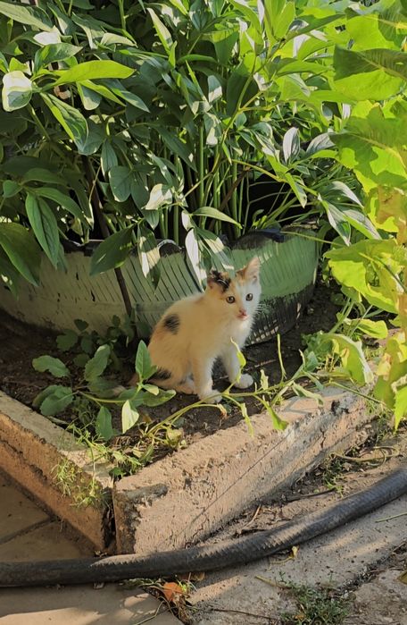 Котята сибирской породы
