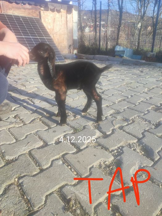 Tapisor/tapi si o ieduta Anglonubian de vanzare