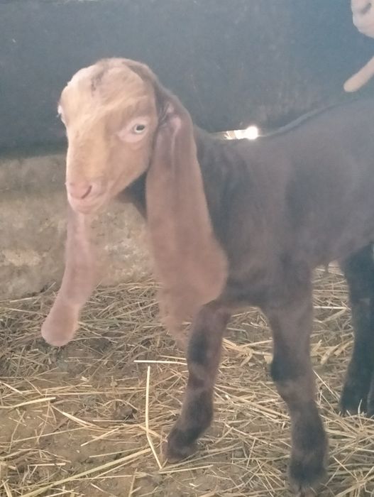 Продается козлёнок 50%камори, 50% битал !