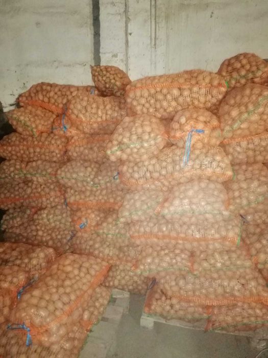 Cartofi  consum-samanta si pentru animale