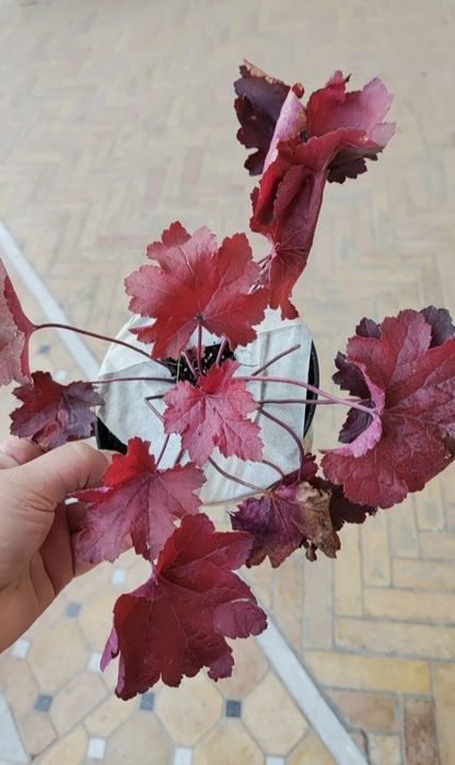 Гейхеры многолетние растения